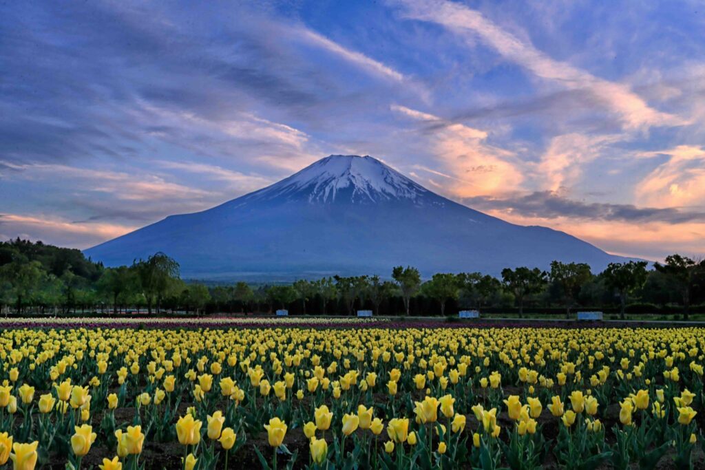 Mount Fuji above a field of yellow tulips, a guide to whether Japan is worth visiting