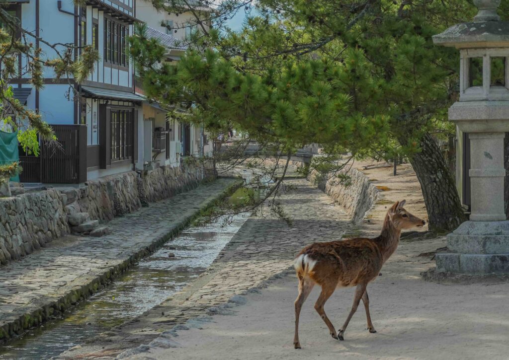 A wild deer walking along an old canal street in Japan, a Japan travel guide for first-time visitors