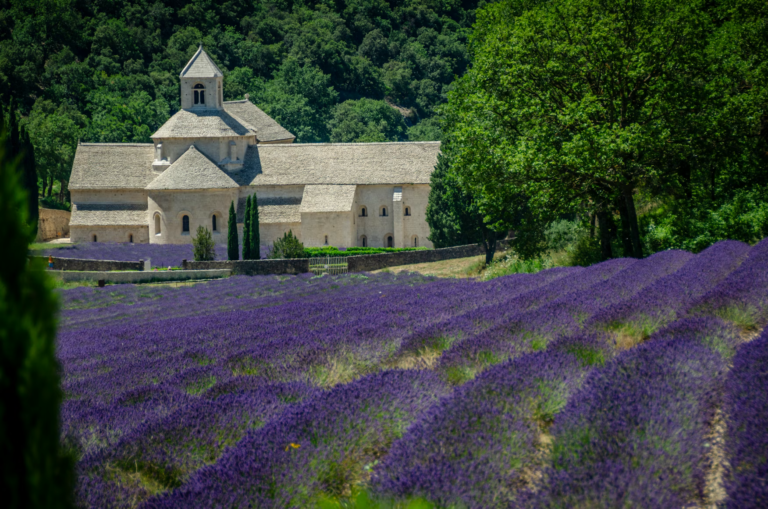 Provence Lavender Fields and Wine Tours: The Best Time to Visit and What to Expect