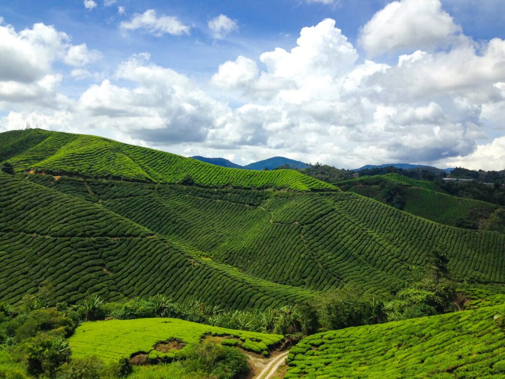 How to Plan a Budget-Friendly Trip to Malaysia: Top Tips for Saving on Accommodation and Activities Rolling green tea plantation hills under blue sky in Cameron Highlands, budget-friendly Malaysia trip guide