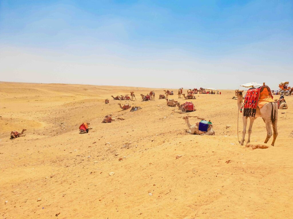 The Ultimate Guide to Egypt’s Sahara Desert: Off-the-Beaten-Path Adventures, Safaris, and Hidden Oases Camels resting in Egypt's Sahara Desert on an off-the-beaten-path safari adventure