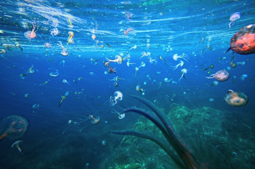 15 Best Places to Snorkel in Hawaii (2026): Top Spots in Oahu & Maui