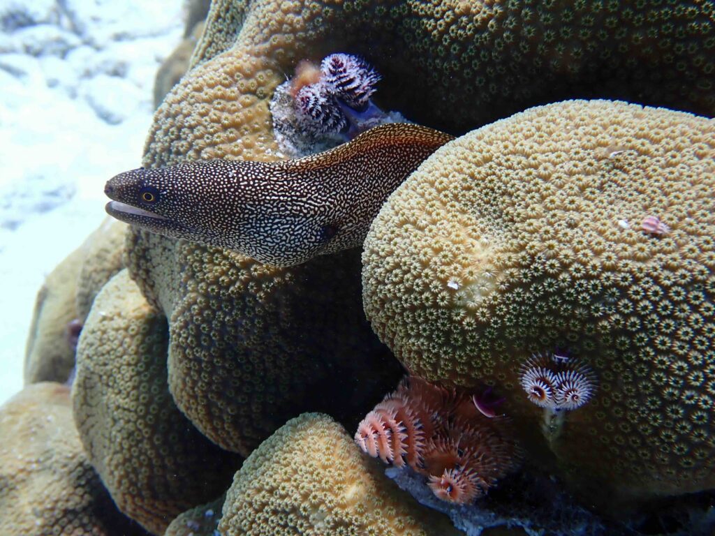 A spotted moray eel peering out from between two large, textured brain corals on the ocean floor.