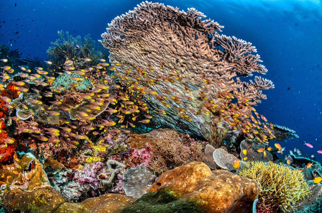 30 Best Places to Snorkel in the World (2026): Ultimate Bucket List A vibrant underwater scene with a large fan coral and a massive school of tiny orange and yellow fish, as one of the best places to snorkel in the world