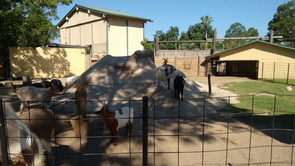 Goats playing on a rocky mound at a zoo, making it a great spot for fun vacations for kids