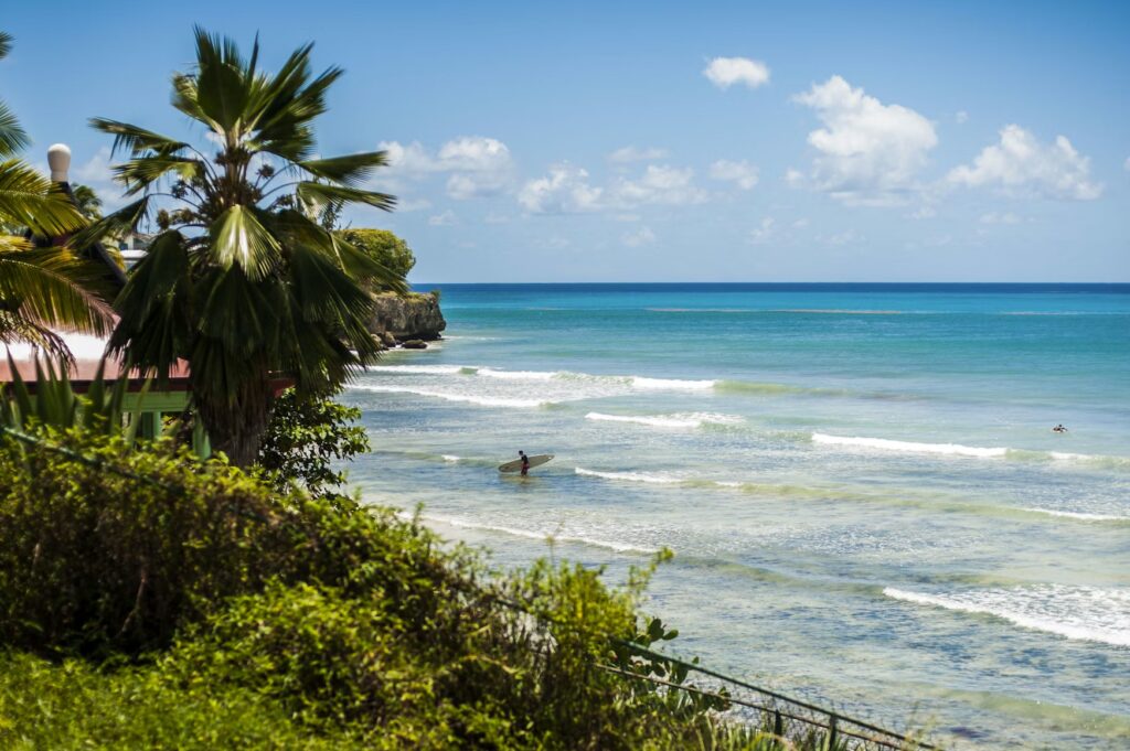 Lush green coastline and a palm tree overlooking a surfer entering the bright blue ocean in Barbados