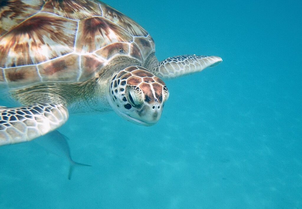 Swimming with sea turtles in Barbados, a memorable experience for a caribbean vacation with kids