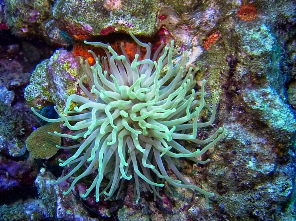 Colorful coral reef in Bonaire, a top diving destination and one of the safest caribbean islands to visit 