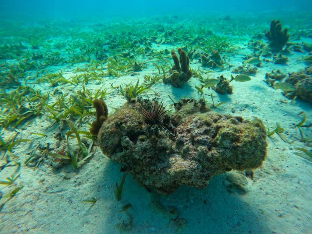 Snorkeling in the crystal-clear waters of Belize, a highlight among affordable caribbean islands