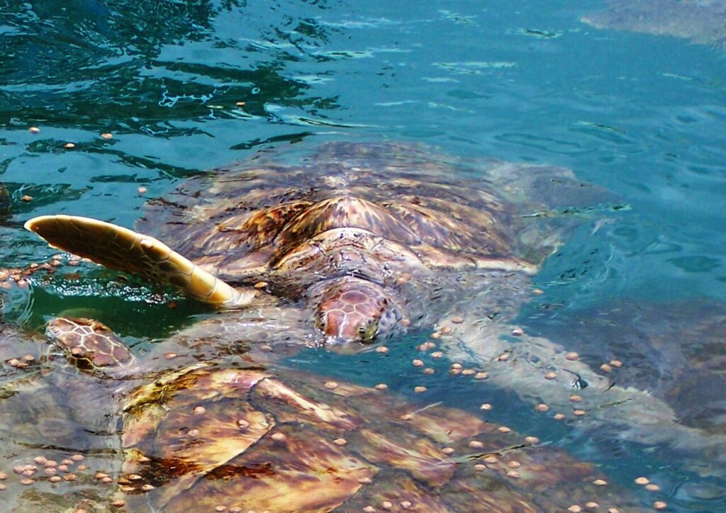 Seeing marine life at the Cayman Turtle Farm is perfect for an educational caribbean vacation with kids