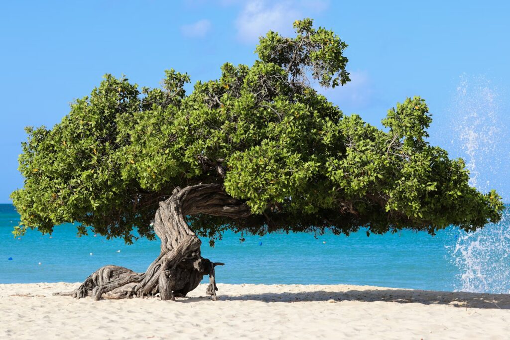 Iconic Fofoti tree on Eagle Beach, Aruba, known as one of the safest caribbean islands to visit for US travelers 