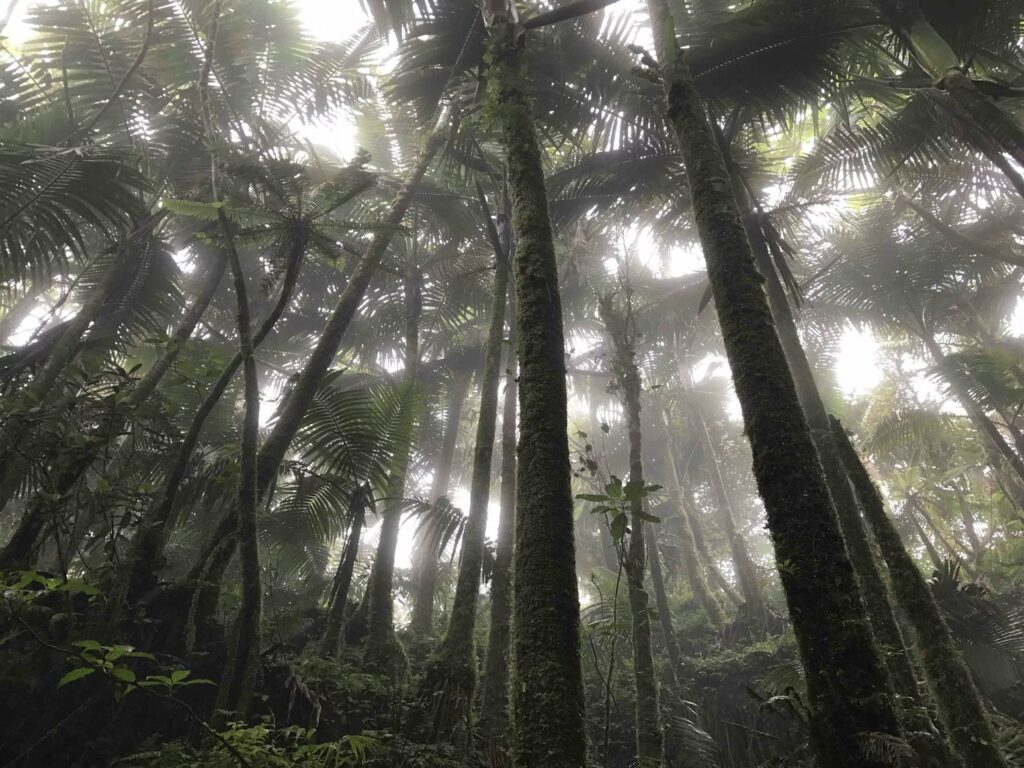 Looking up at the towering, mossy trees of the El Yunque rainforest, part of a unique caribbean vacation with kids