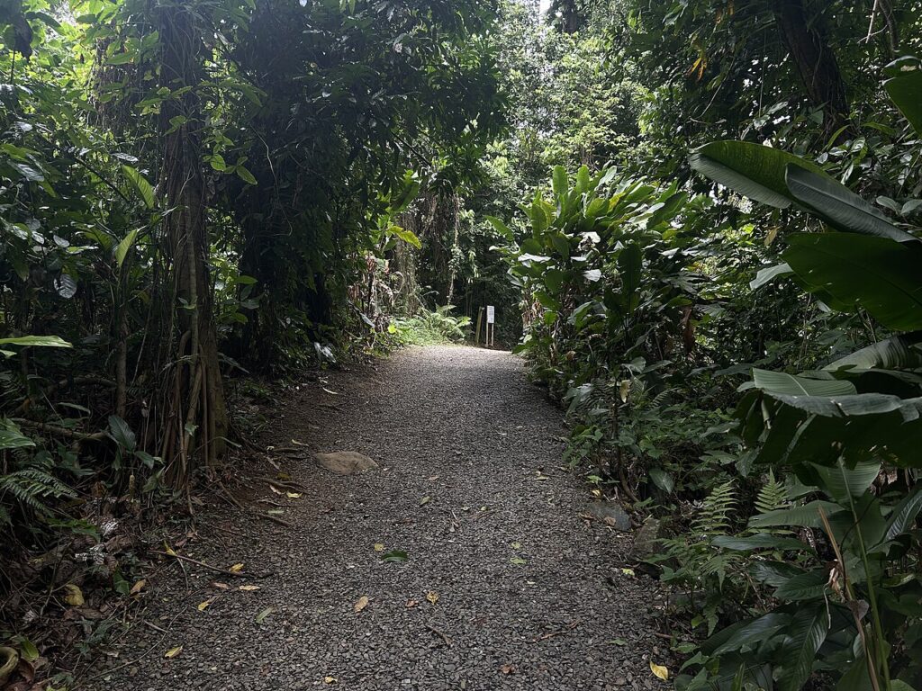 Hiking trail through the dense green foliage of El Yunque National Forest. 