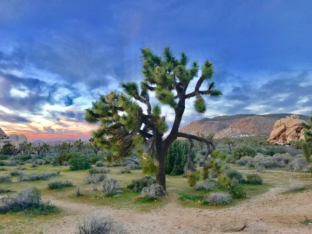 A beautiful Joshua tree at sunset. Its easy trails make it a great choice among national parks for toddlers