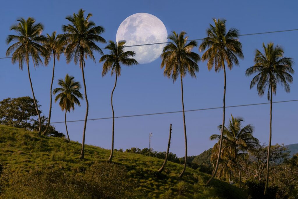 Full moon setting behind a row of tall palm trees on a grassy hill. 
