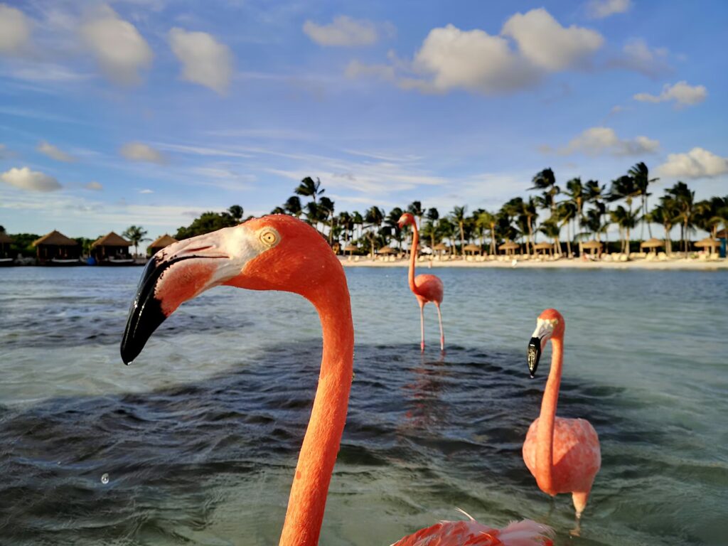 Pink flamingos wading in the clear waters of Aruba, highlighting one of the best caribbean islands for families