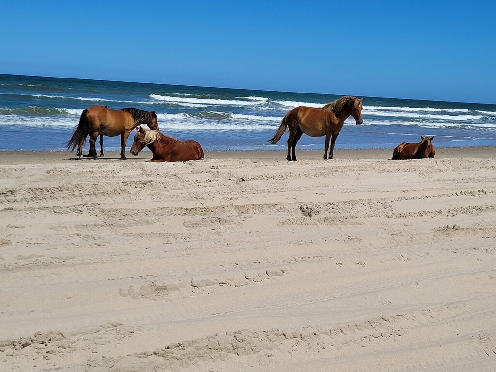 Wild horses on Outer Banks beach, best family vacations on a budget in North Carolina