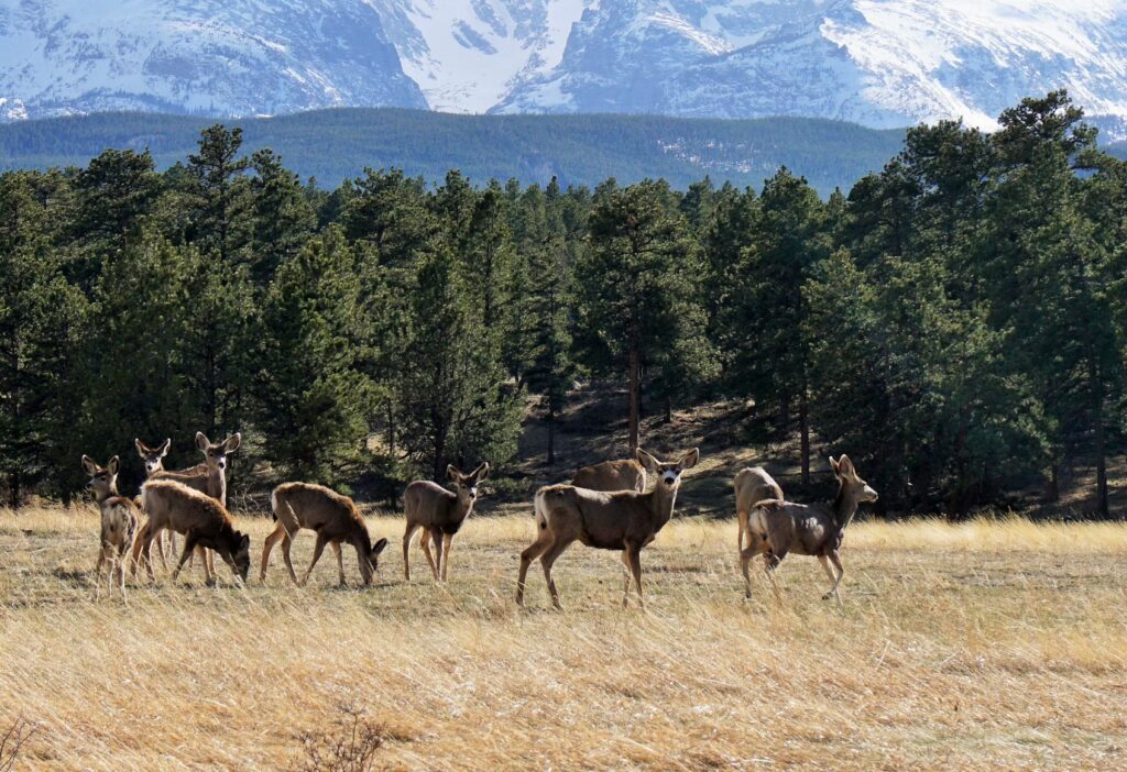 A herd of elk grazing in a golden meadow with mountains in the background. 