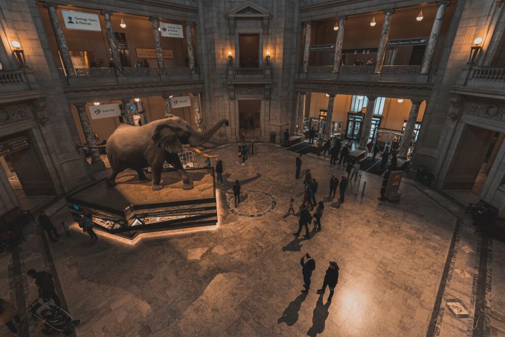 The giant elephant exhibit at the Smithsonian, a perfect educational stop during fun vacations for kids