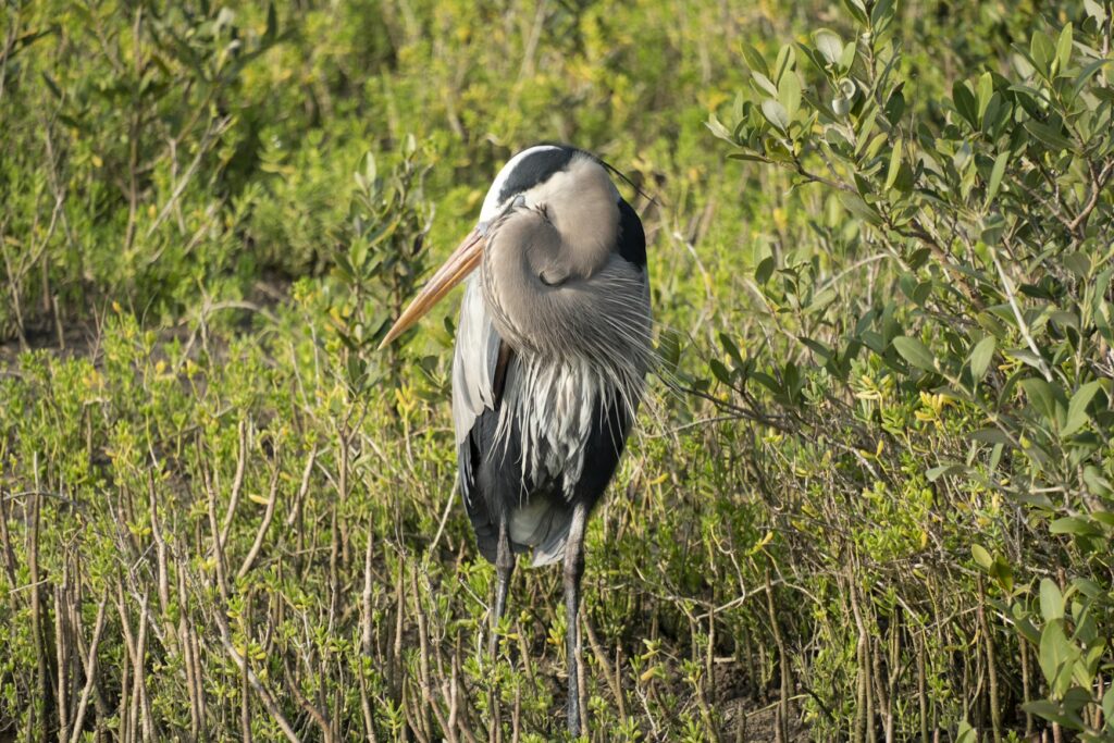 Great blue heron in South Padre Island wetlands, nature activity for cheap family vacations
