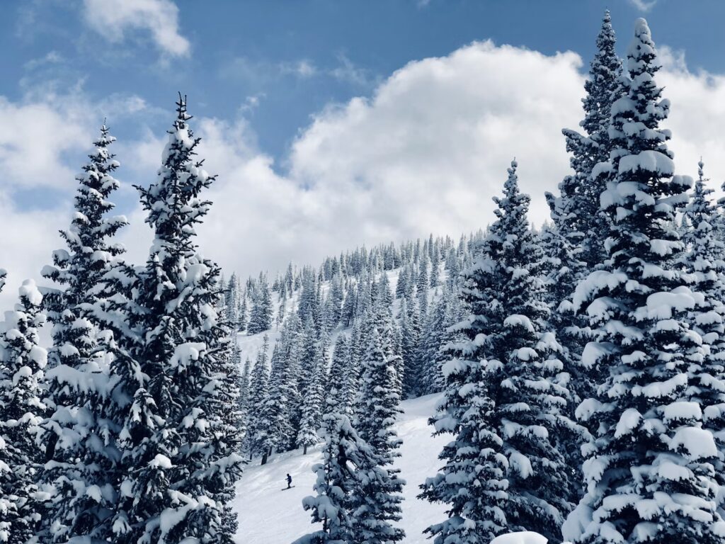 A skier making their way down a slope surrounded by snow-heavy evergreen trees. 
