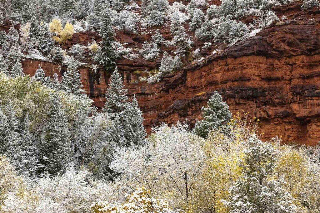 Red rock canyon walls and trees, a scenic view during the best time to visit Colorado. 