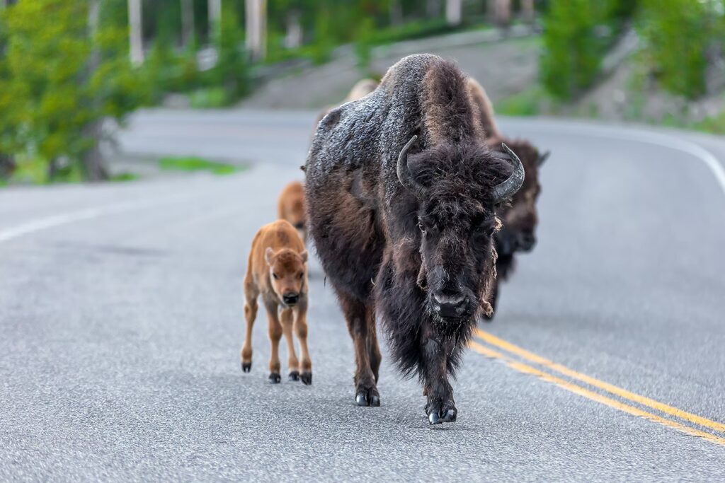 A bison and calf walking near a road, showing why it's great among national parks for toddlers