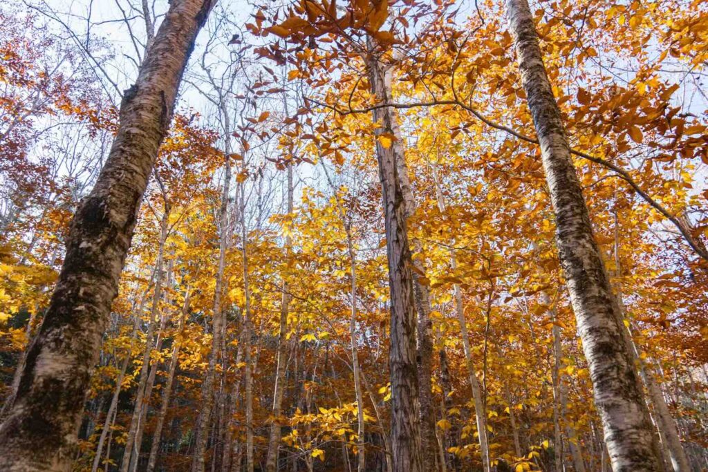 Looking up through a dense forest of birch trees covered in yellow leaves in the Western Mountains.