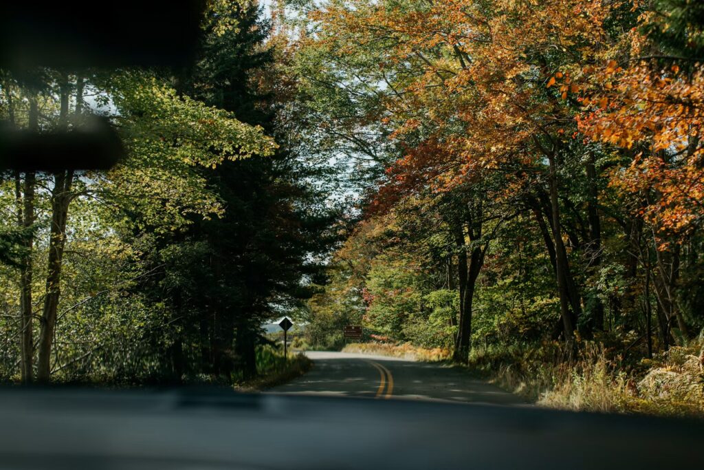 A scenic paved road curving through a dense, colorful autumn forest with sunlight filtering through.
