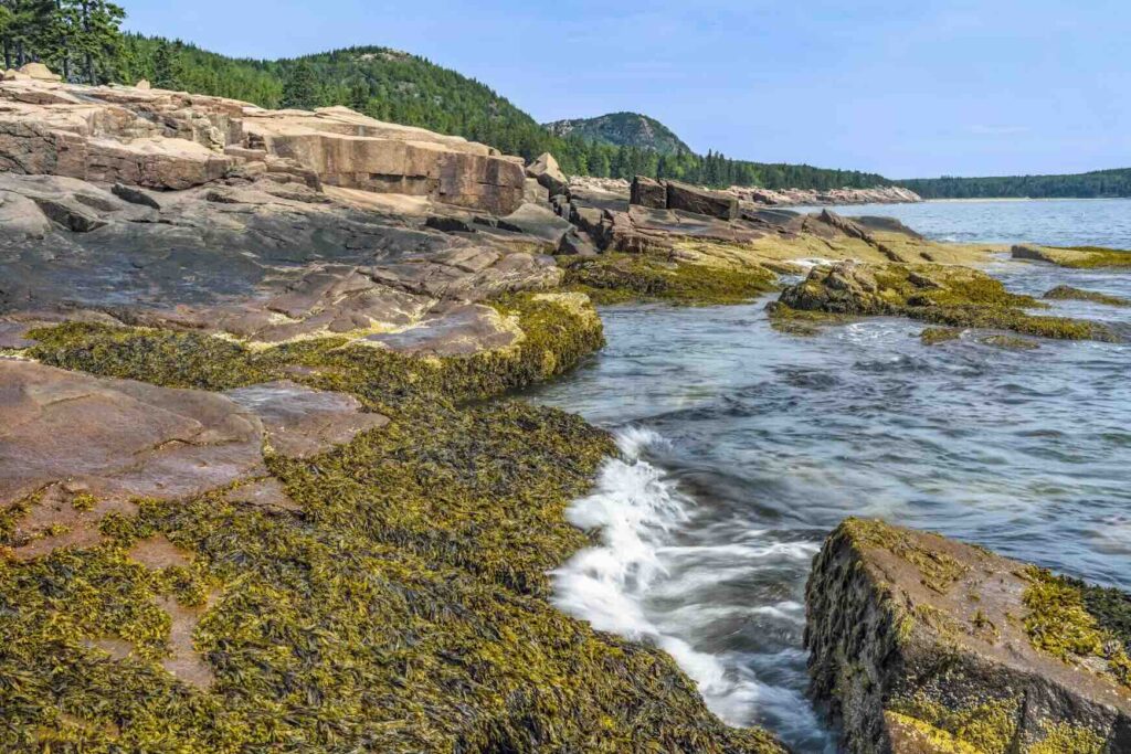 Seaweed clinging to the rugged rocky shoreline along the coast in Acadia National Park. 