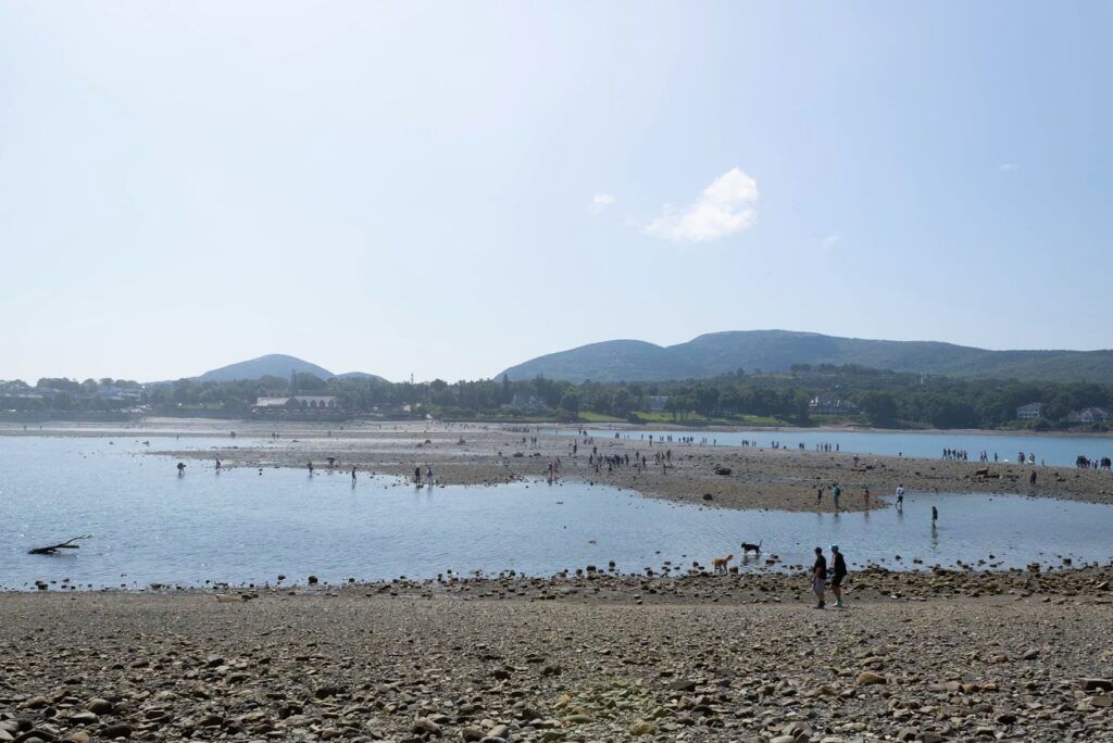 Many people walking across the exposed sandbar connecting the mainland to Bar Island at low tide.