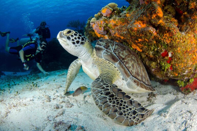 A sea turtle and divers on a reef in the Florida Keys, one of the best places to scuba dive in the US