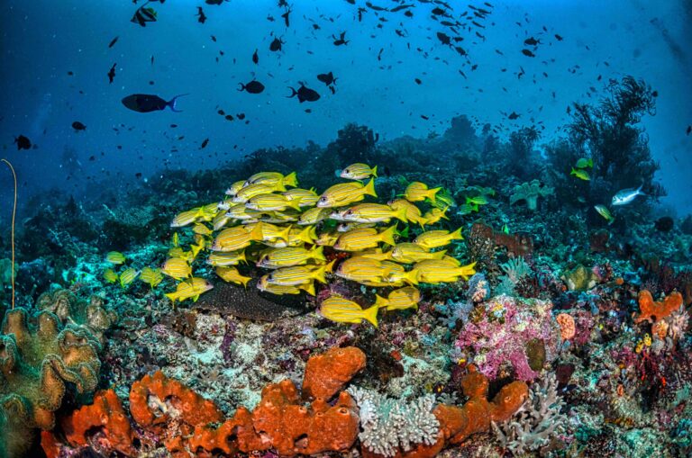 School of yellow fish on a vibrant reef in Raja Ampat, among the best places to scuba dive.