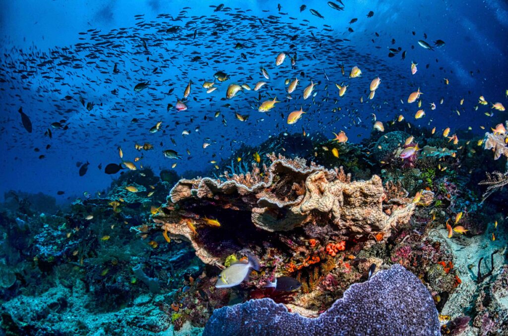 A lush coral reef bustling with thousands of small blue fish in the waters of Raja Ampat, Indonesia. 