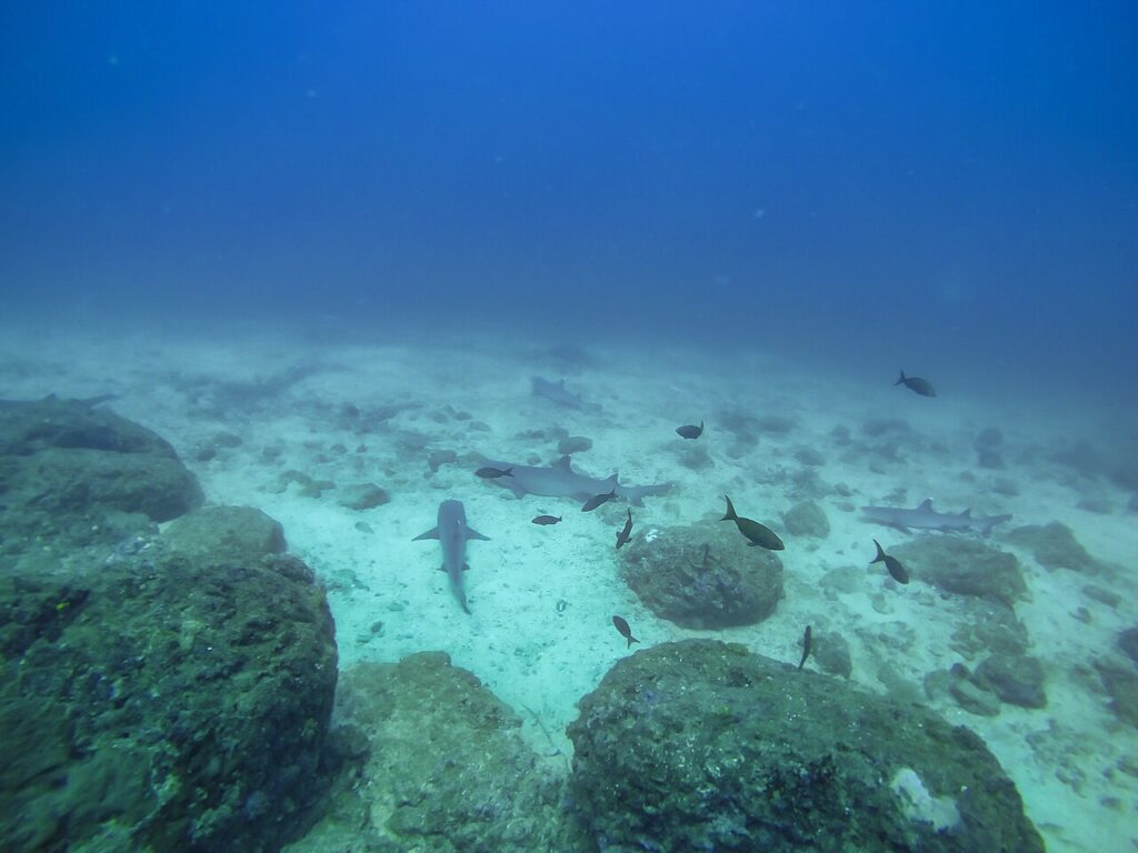 Whitetip reef sharks swimming over a rocky and sandy seabed in Coiba National Park, Panama. 