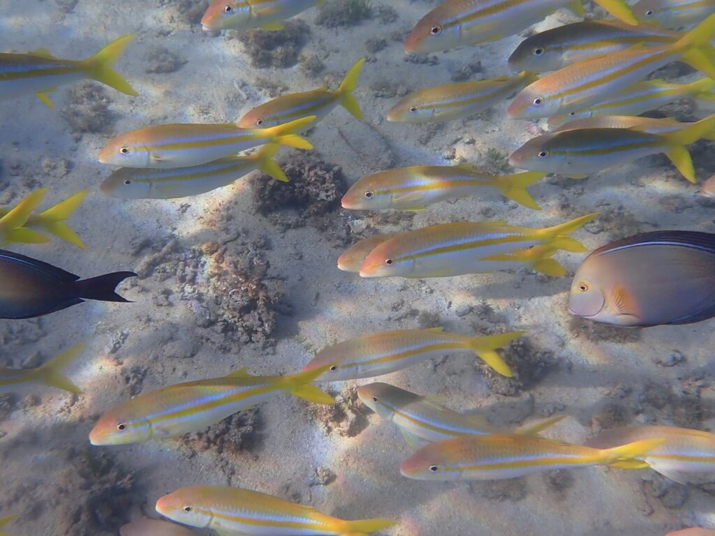 A school of yellow and white fish swimming over the ocean floor in Coiba National Park, Panama. 