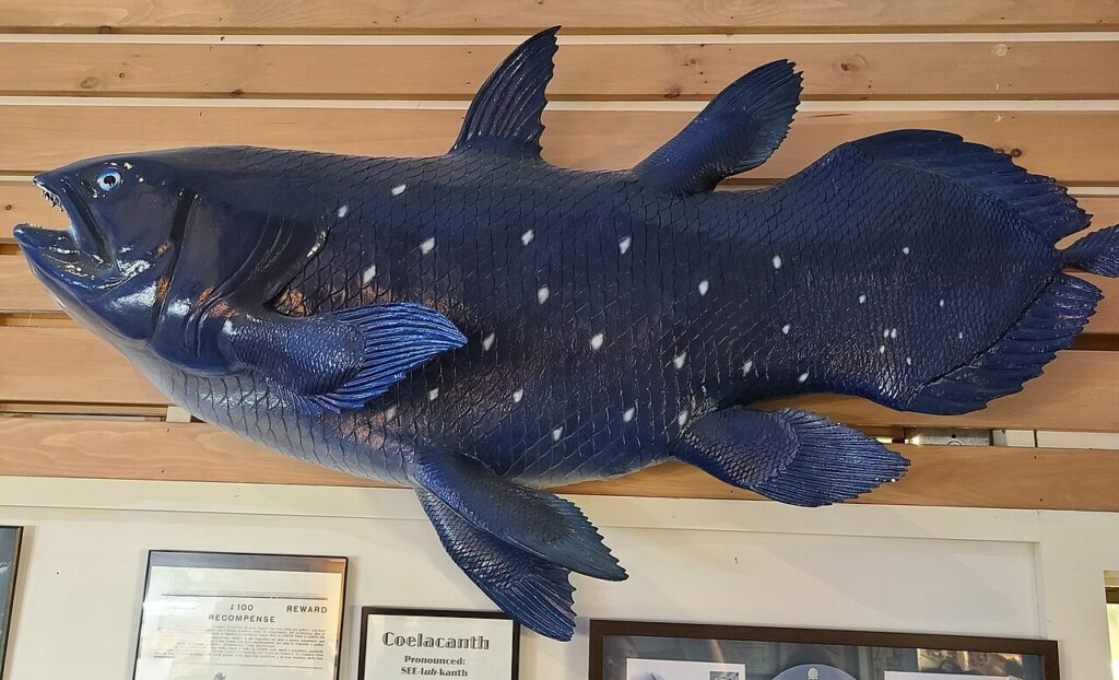 A large, mounted blue Coelacanth fish displayed on the wall at the International Cryptozoology Museum.