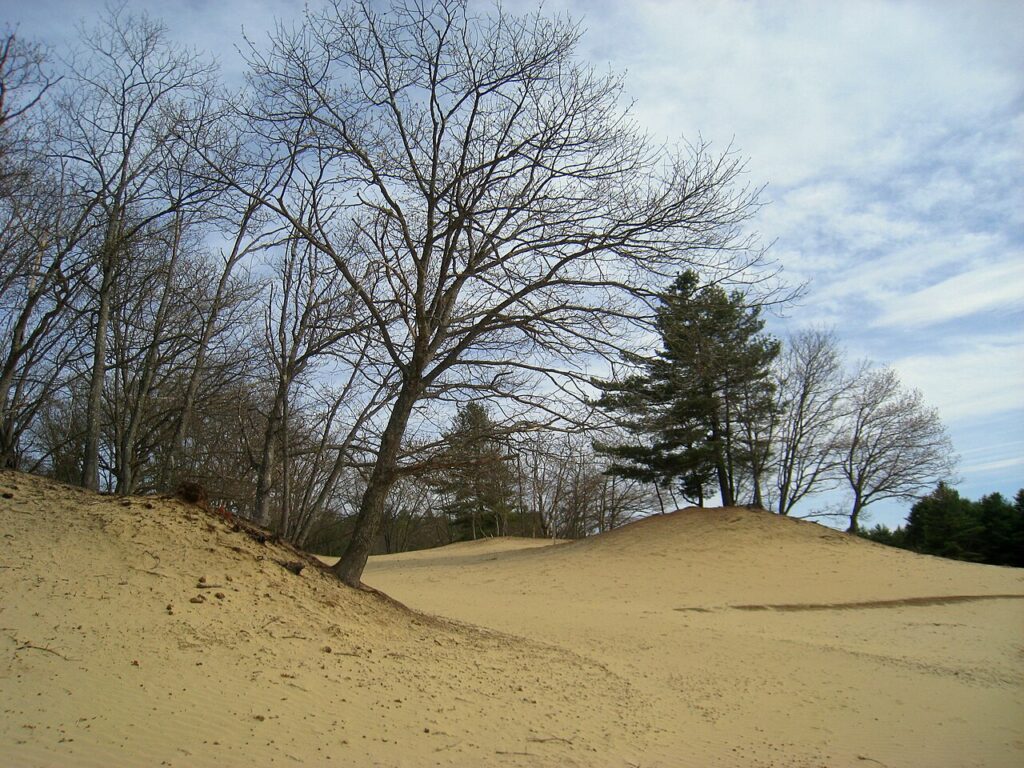 Large, sweeping sand dunes bordered by bare trees at the surreal Desert of Maine attraction.