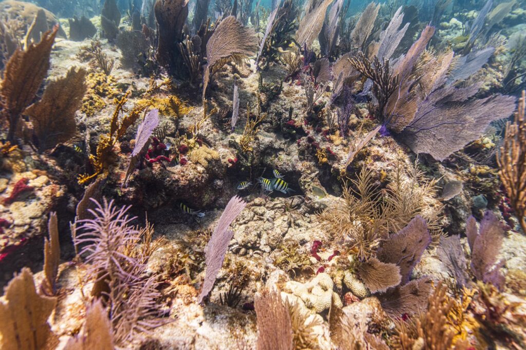 Close-up view of vibrant purple sea fans and corals thriving on a reef in the Florida Keys, Florida.