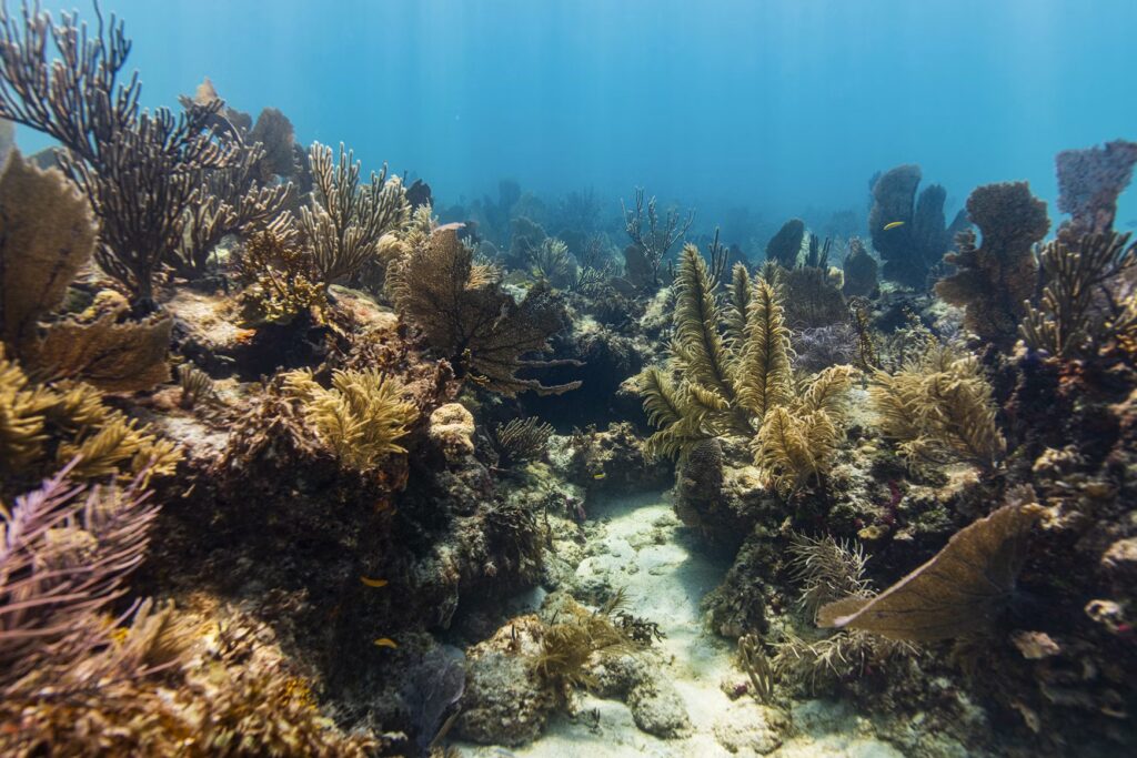 A beautiful underwater coral garden with sea fans and sponges in the Florida Keys, Florida. 
