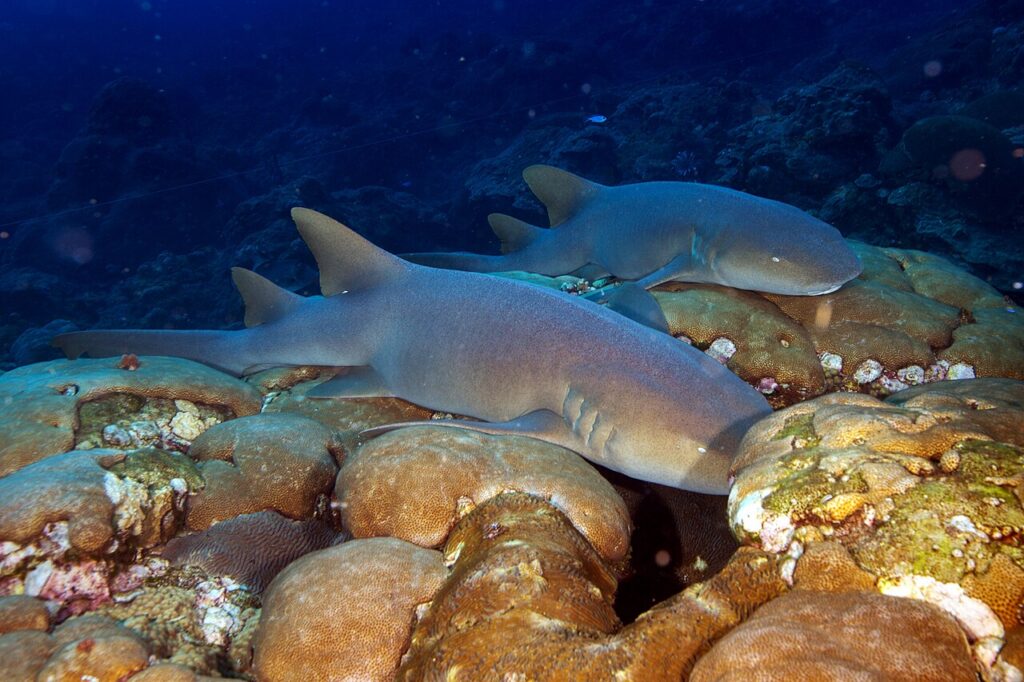 Two nurse sharks resting peacefully on top of large brain corals in Flower Garden Banks, Texas.