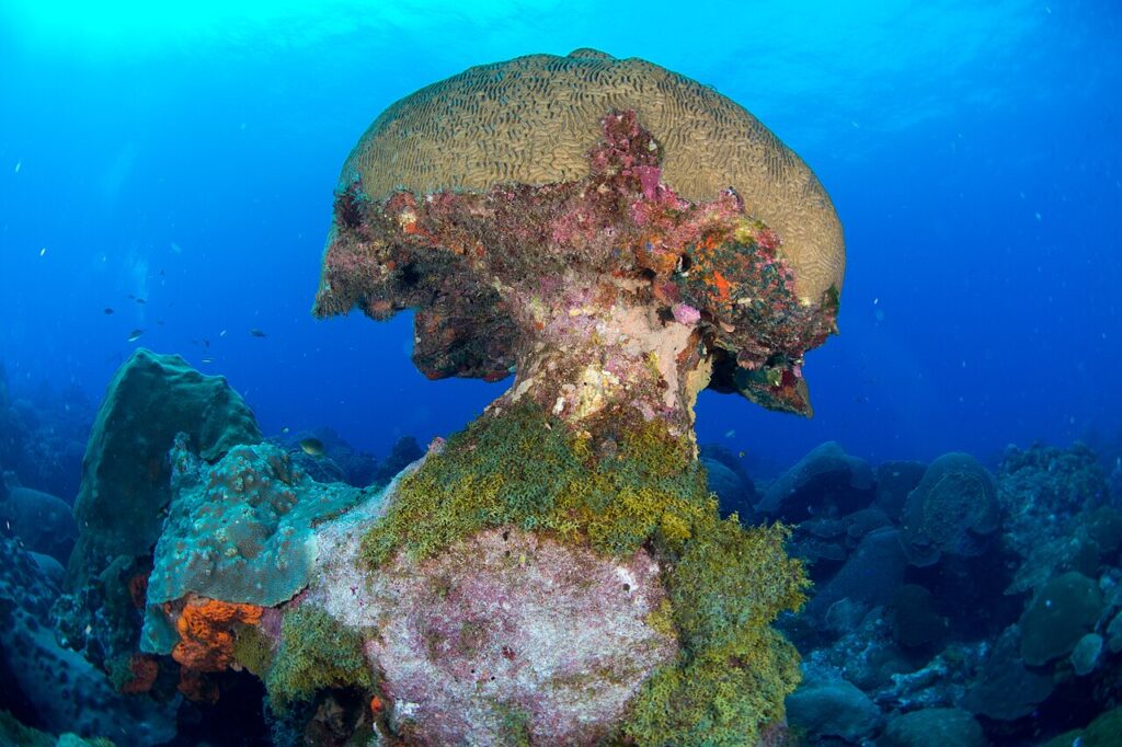 A large, mushroom-shaped coral head growing on the reef in Flower Garden Banks, Texas.