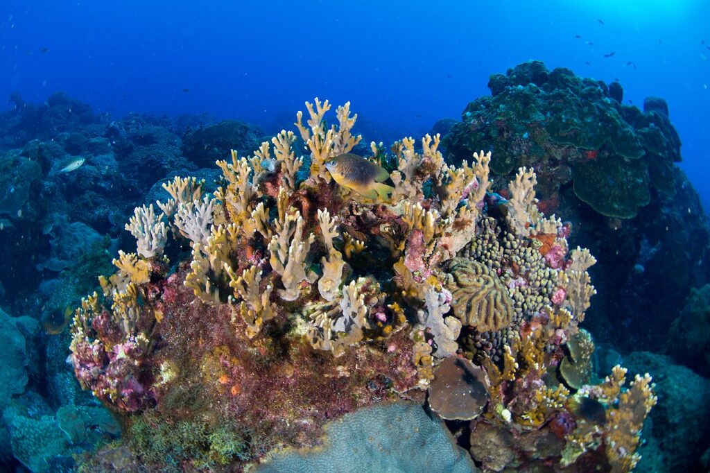 Vibrant branching corals and marine life on a healthy reef in Flower Garden Banks, Texas.
