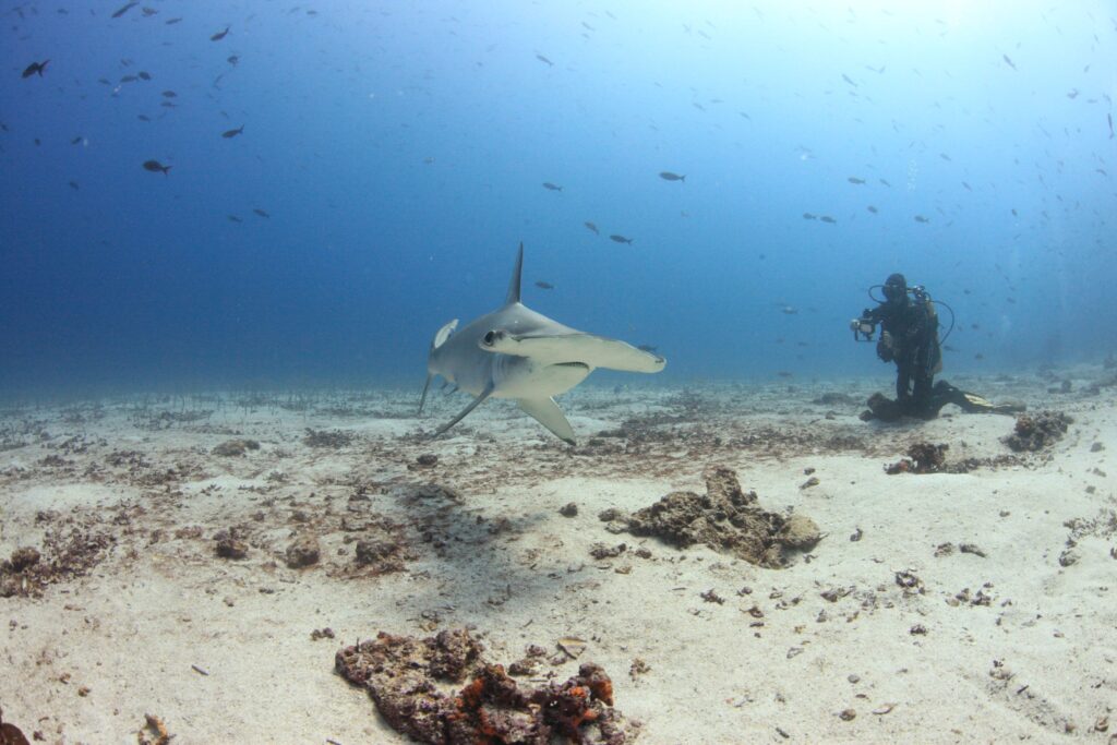 A scuba diver observing a hammerhead shark near the sandy sea floor in the Galápagos Islands, Ecuador. 