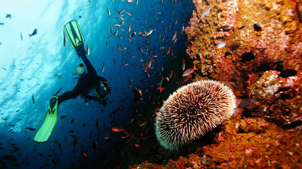 A diver exploring a rocky reef with a large sea urchin and small fish in the Galápagos Islands. 