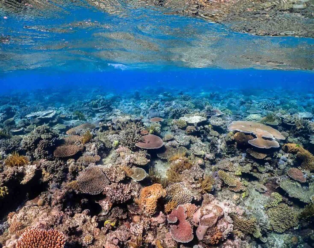 A healthy, vibrant shallow hard coral garden just beneath the surface at the Great Barrier Reef. 