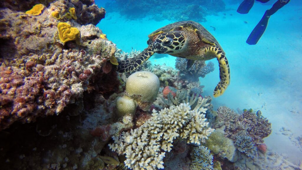 A sea turtle swimming past a coral reef with a diver's fins visible at the Great Barrier Reef, Australia. 