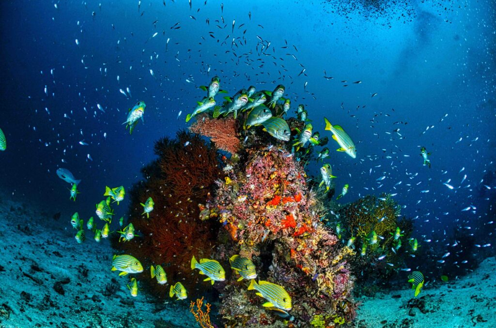 Colorful coral reef teeming with yellow sweetlips and other tropical fish in Raja Ampat, Indonesia. 