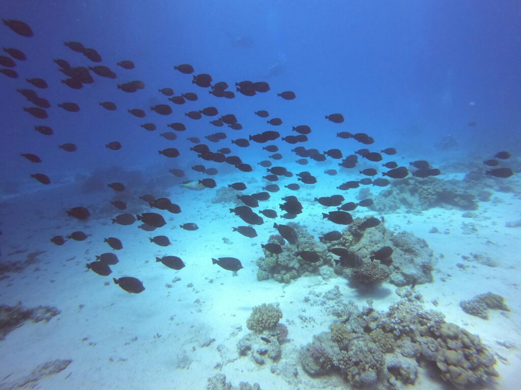 A large school of dark fish swimming over a sandy and rocky seabed in Kona, Hawaii. 