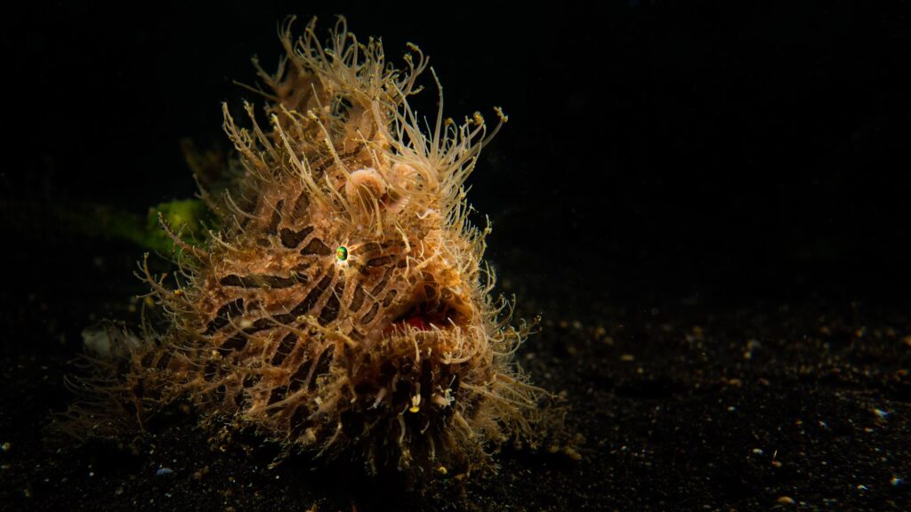 A strange hairy frogfish camouflaged on the dark volcanic sand of Lembeh Strait, Indonesia. 